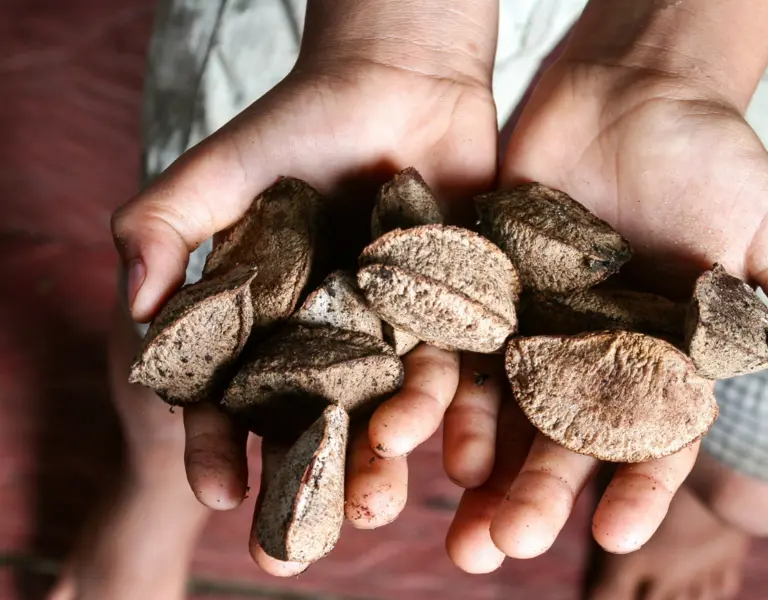 Podcast Brazil Made of Nuts (Portuguese) Rainforest Journalism Fund